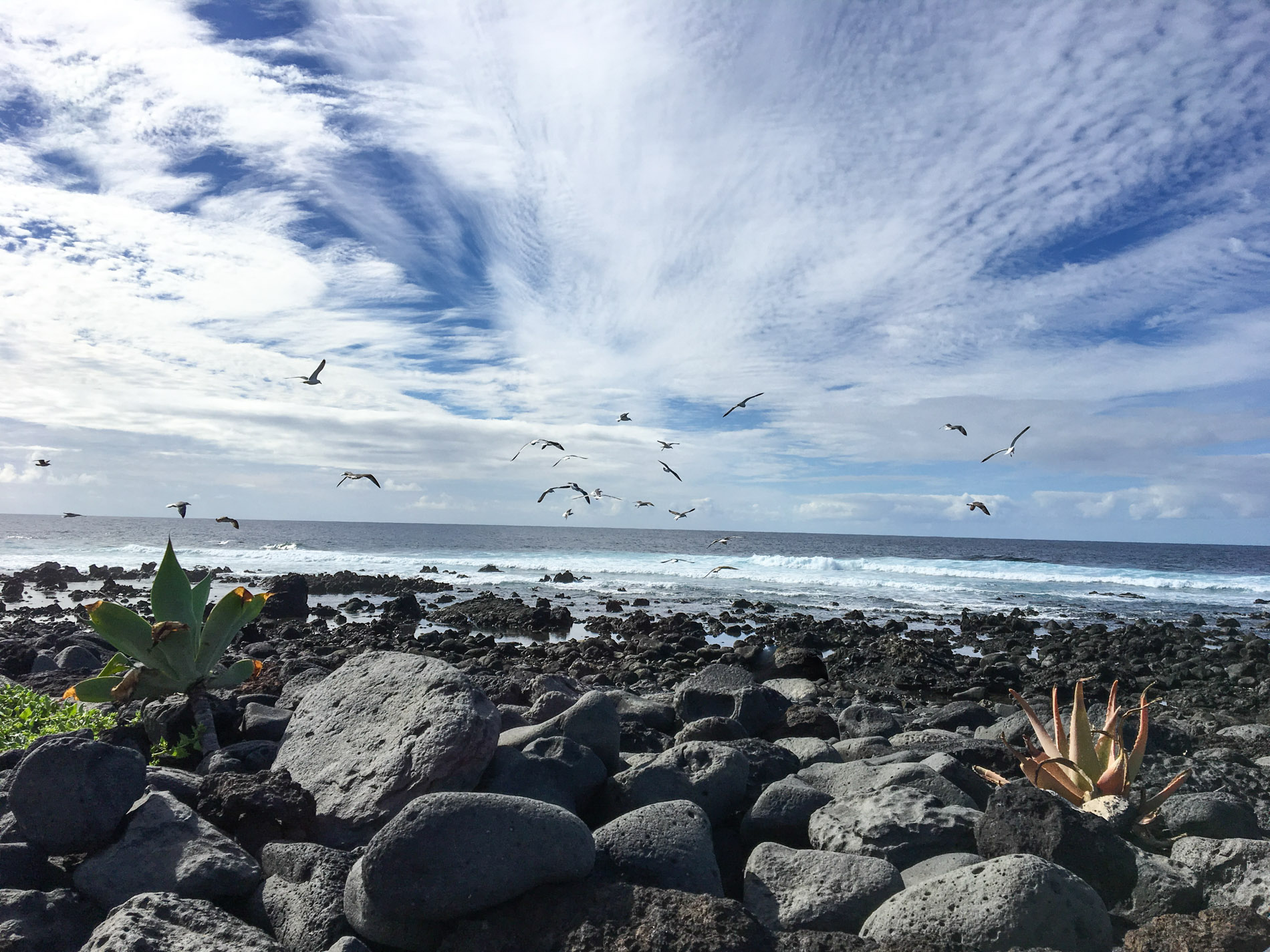 19 Vogels aan de kust Spirituele vakantie Lanzarote Canarische Eilanden | Personal coach en spirituele reizen DEVINUS