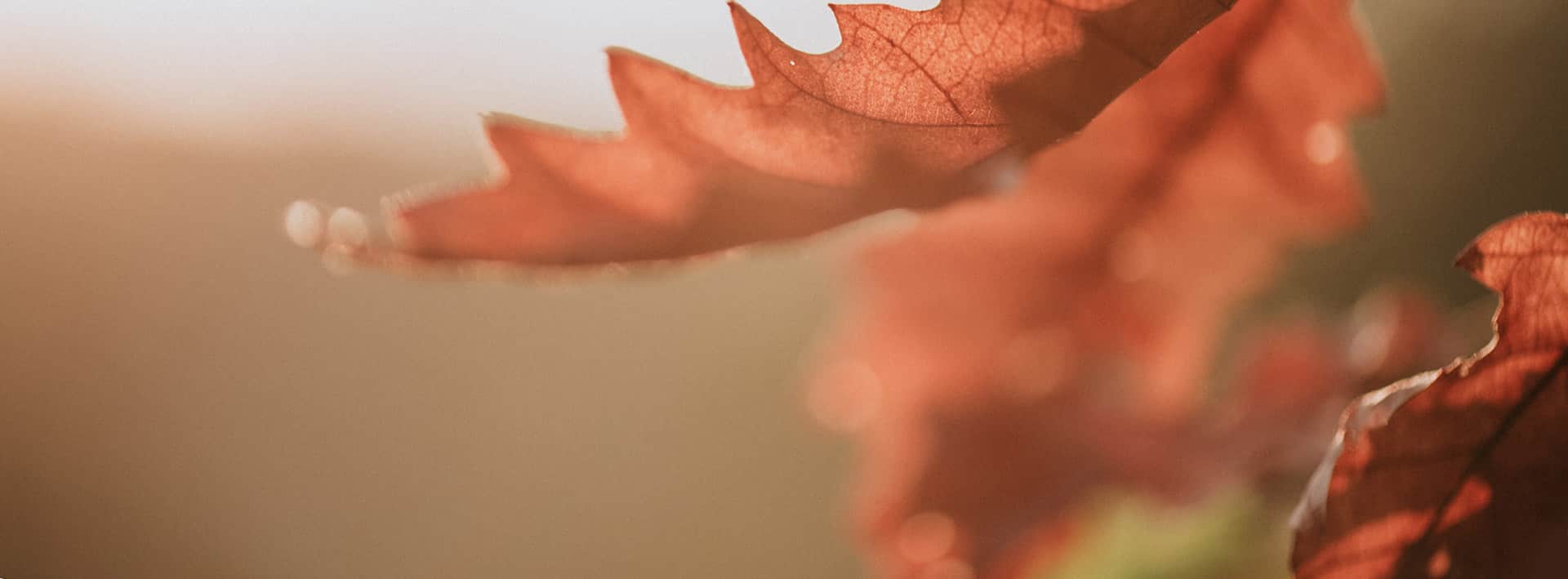 Tarieven 1 Herfstblad in warm licht