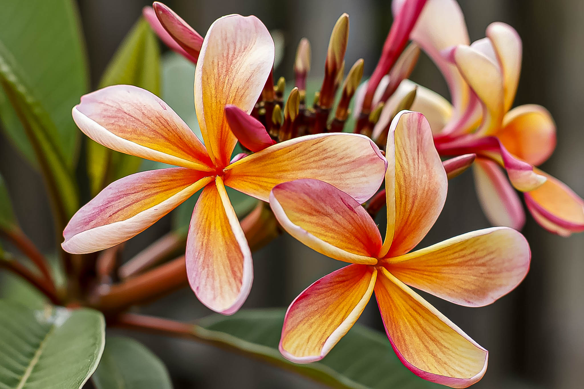 Close up bloem in Bali | Personal coach en spirituele reizen DEVINUS