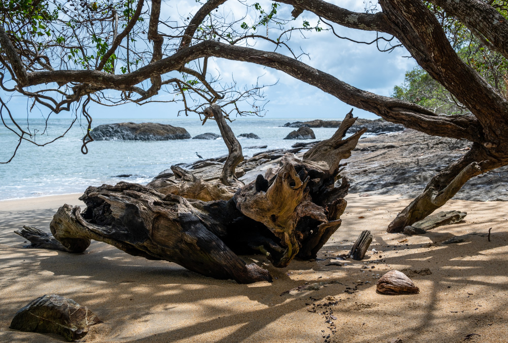 branches tree beach near ocean cairns cape tribulation australia | Personal coach en spirituele reizen DEVINUS
