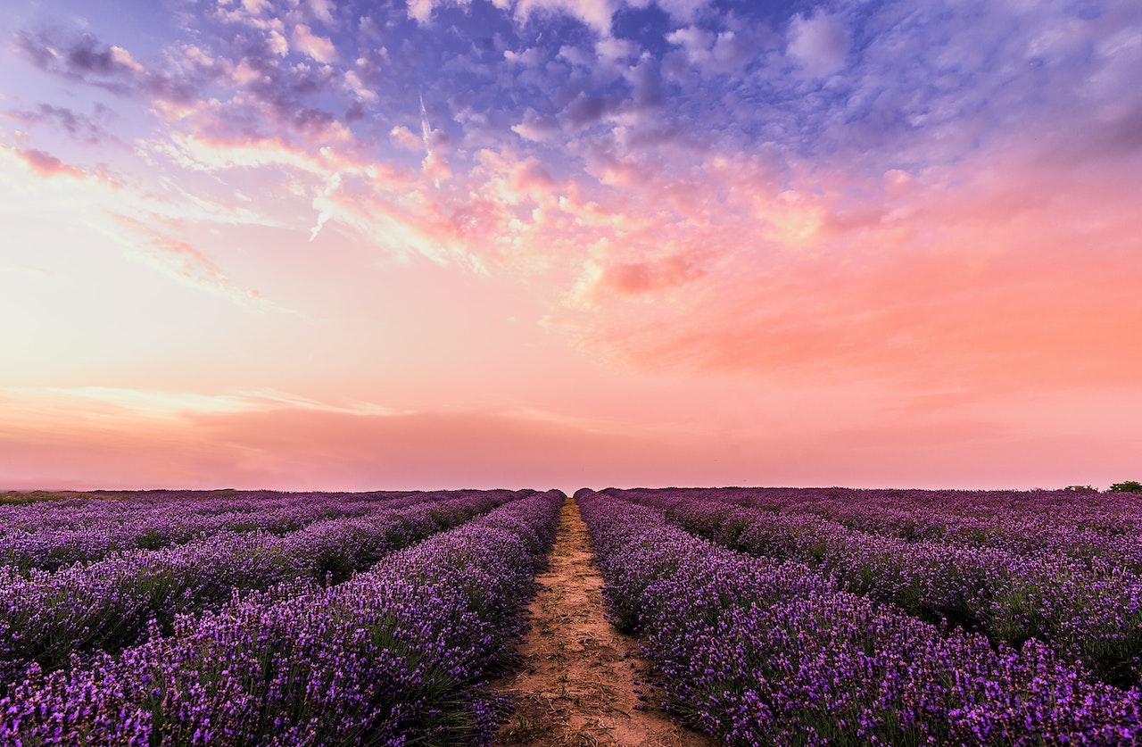 DEVINUS lavendel landschap