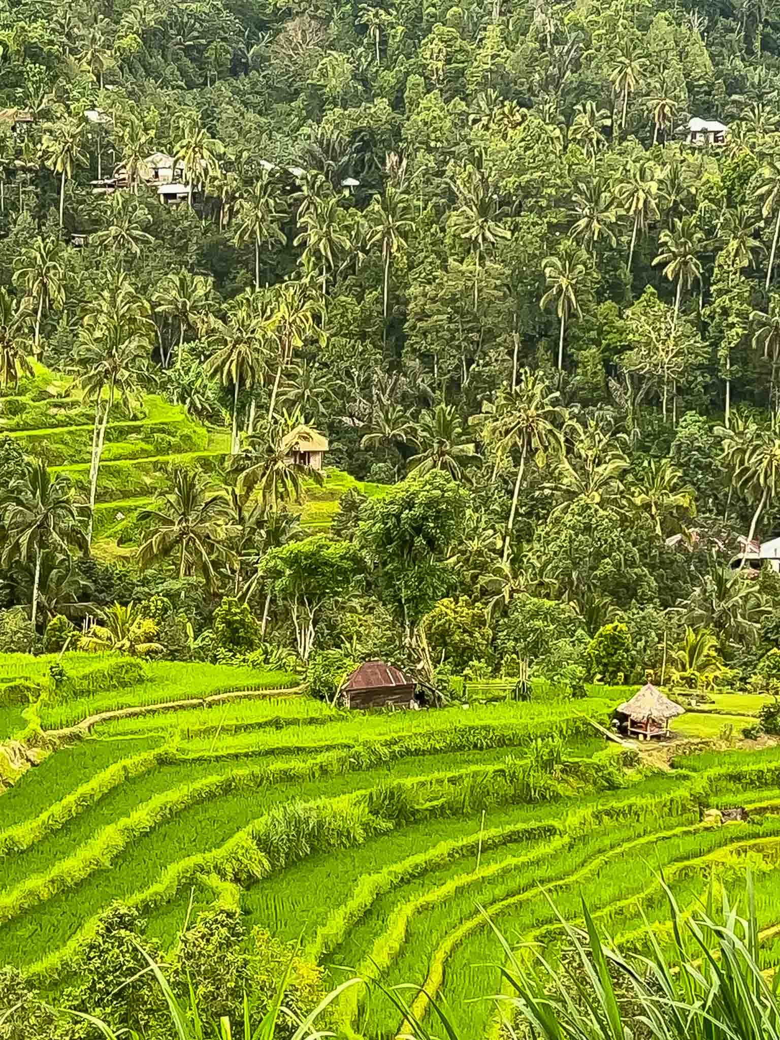 Rijstterrassen bij Ubud
