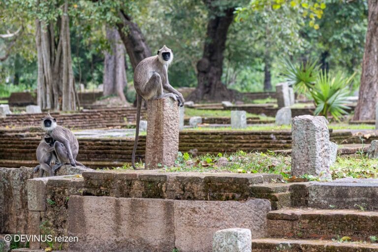 Apen tussen de eeuwenoude ruïnes van Anuradhapura